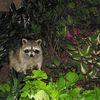 Beware: Distemper-Infected 'Zombie' Raccoons Captured In Prospect Park